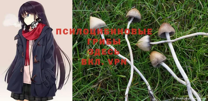 Псилоцибиновые грибы MAGIC MUSHROOMS  закладка  Агидель 